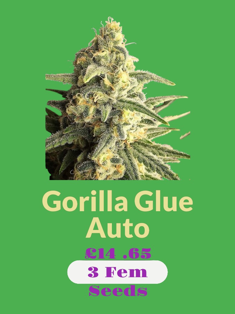 Gorilla Glue Auto - Image 2