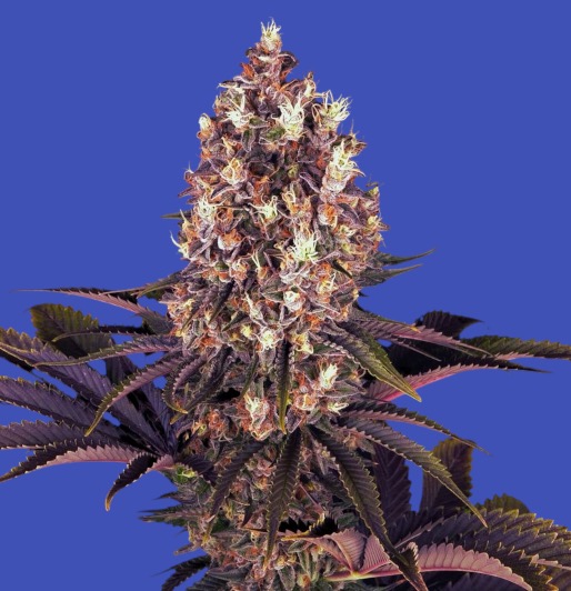 Blueberry feminised - Image 2