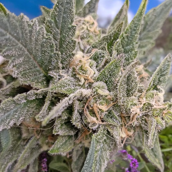 Northern Lights Auto