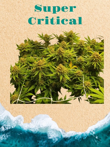 Super Critical Feminised