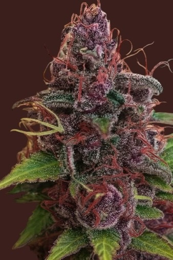 Gelato Auto
