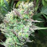 Gelato Kush Strain