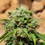 Kosher Kush Strain