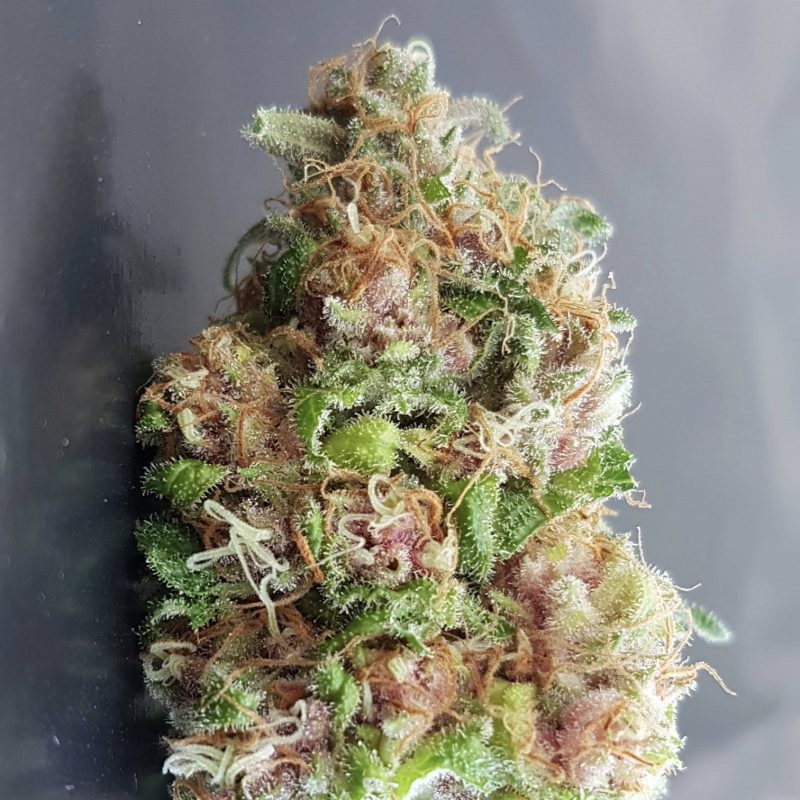 Purple Diesel Daze Feminized Bulk