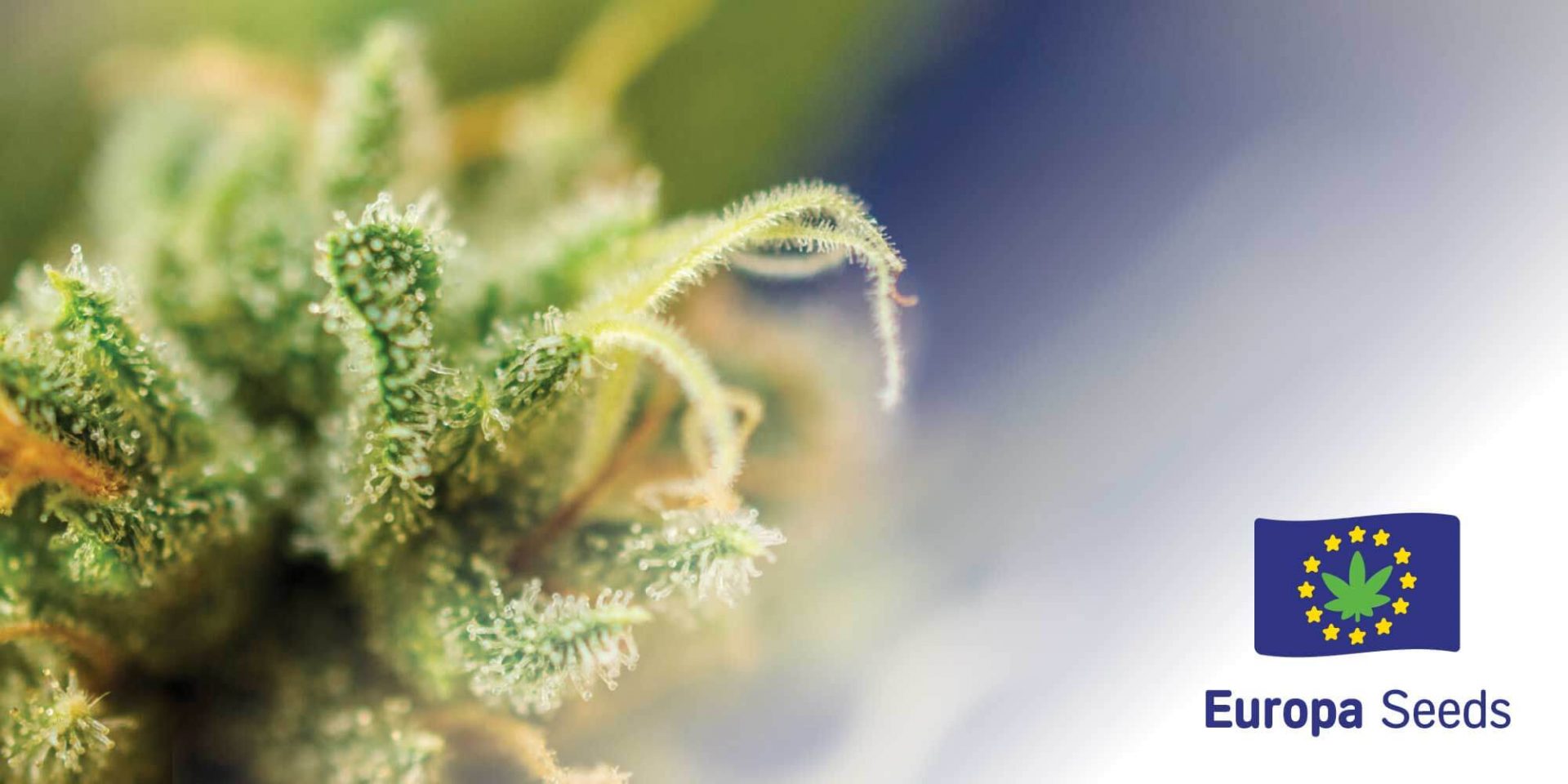 Europa Seeds | Autoflowering & Feminized Cannabis Seeds