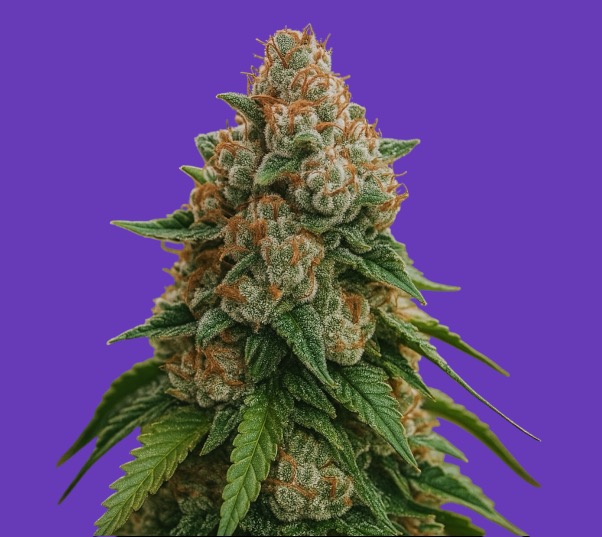 Sherbert Feminised Cannabis Seeds