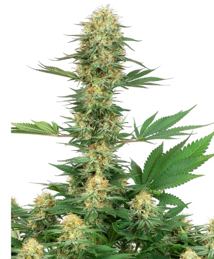 Gelato Feminised Cannabis Seeds - Image 2