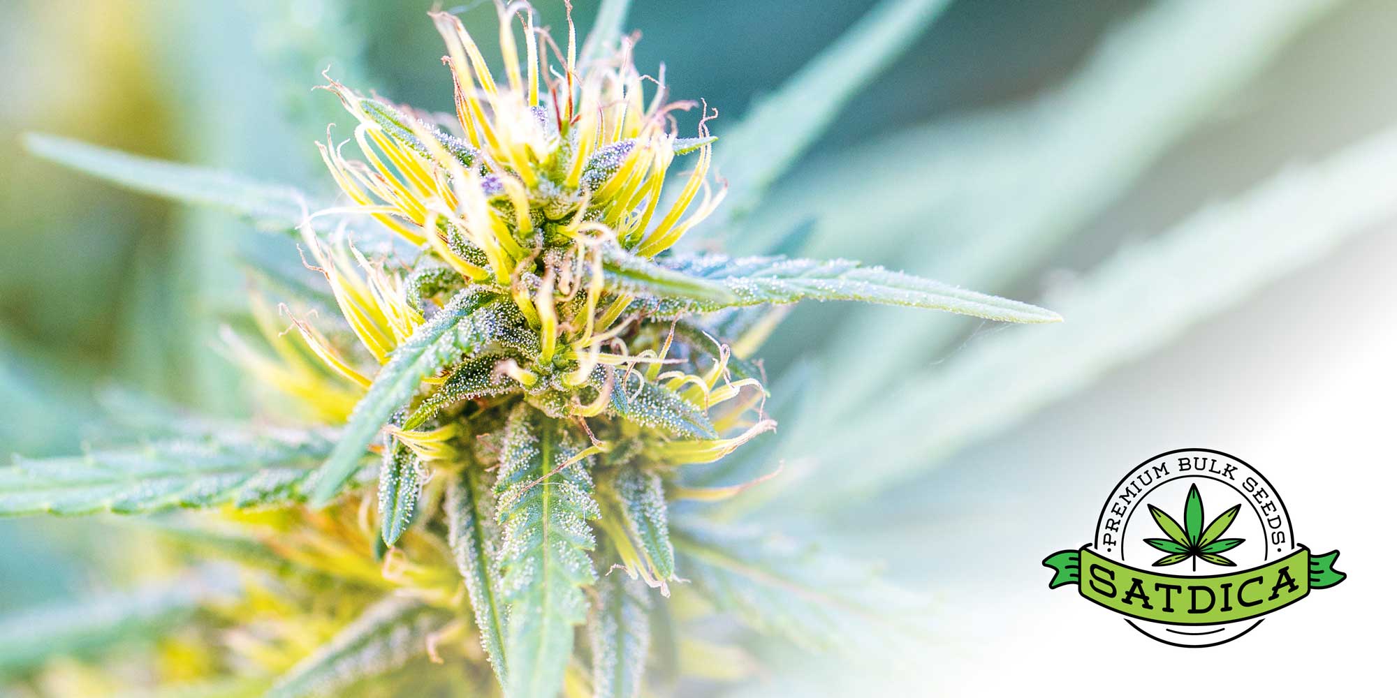 Satdica Bulk Cannabis Seeds | Autoflower Cannabis Seeds UK