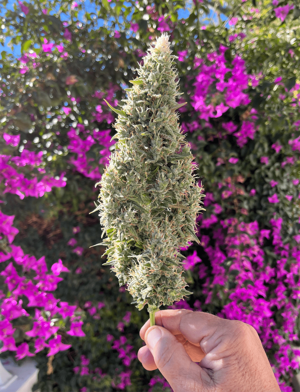 Purple Kush Cannabis Seeds - Image 2