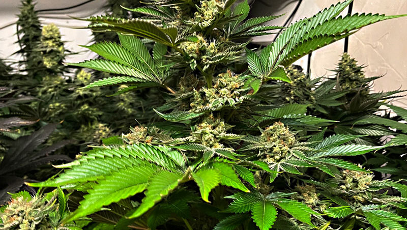 MAC Peaches feminised cannabis seeds