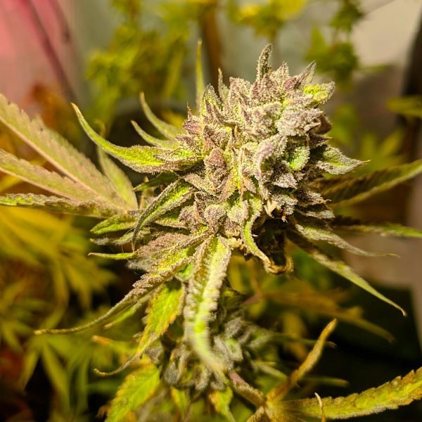 Runts Grapes Regular, Runts Grapes Strain Regular, cannabis seeds