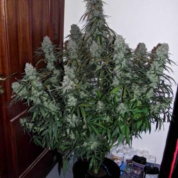 Quick Flowering THC  Feminised Seeds