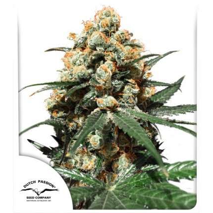 Orange Hill Special Feminised Seeds