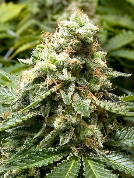Early Widow cannabis strain by Freedom of Seeds