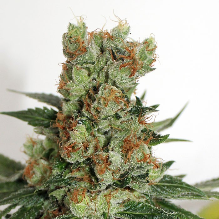 Fuel OG Regular Seeds