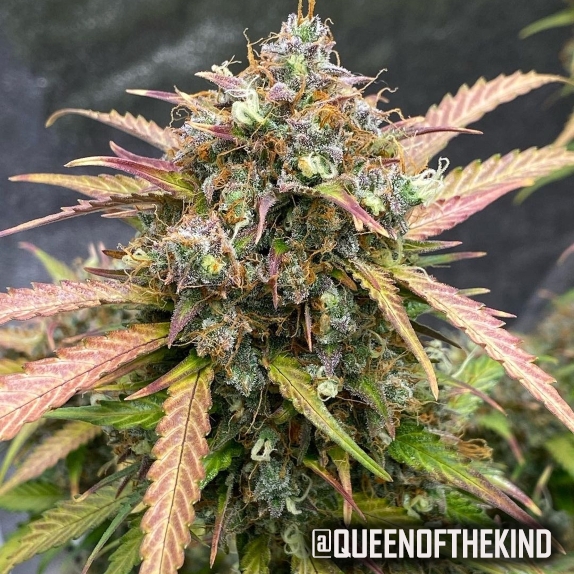Bubble Runtz Auto Feminised Seeds