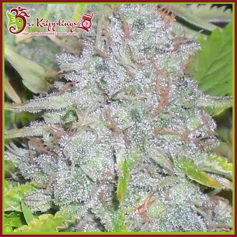 Delhi Friend Feminised Seeds