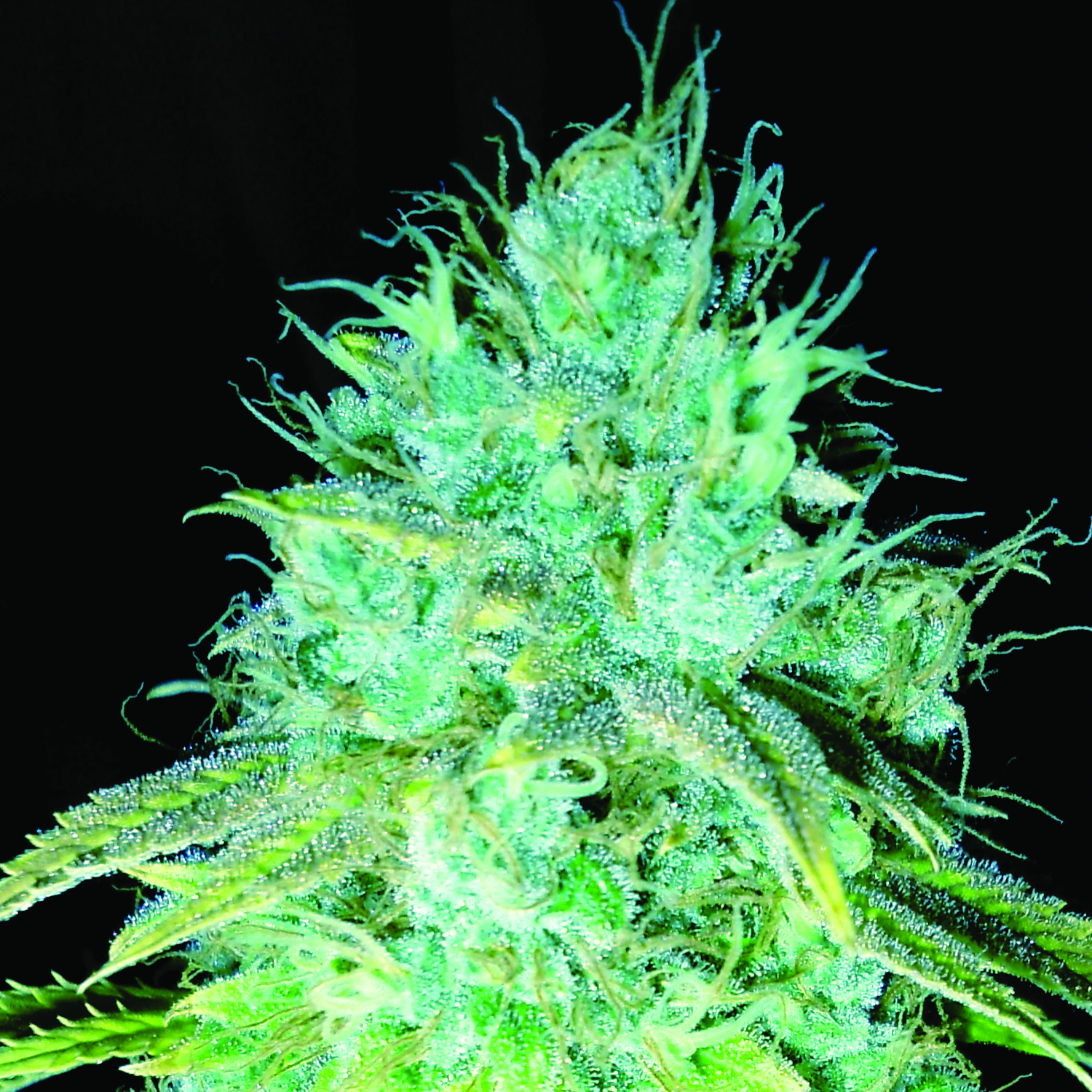 Sour Puss Feminised Seeds