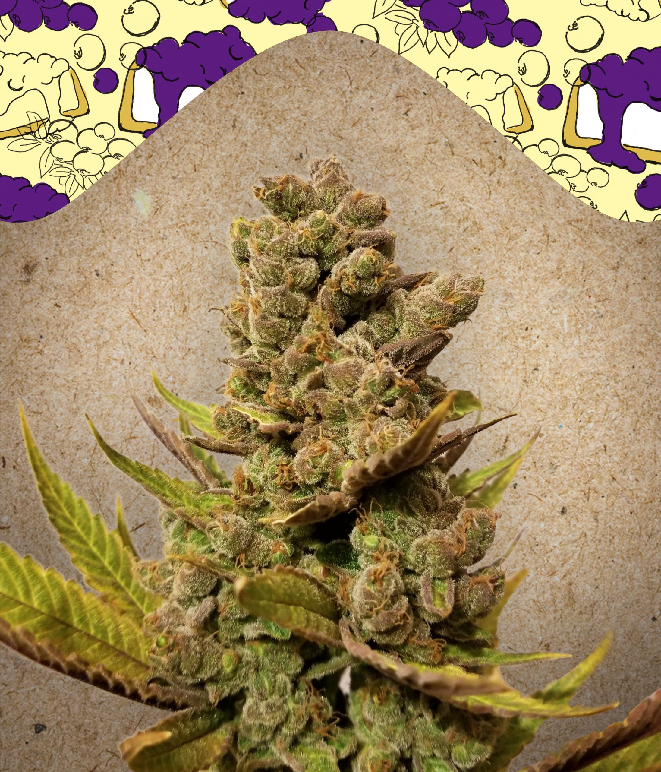 Blueberry Cheesecake Feminised Seeds
