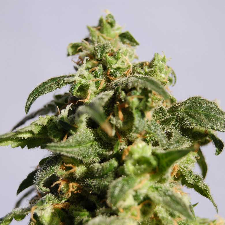 Skunk + Feminised Seeds