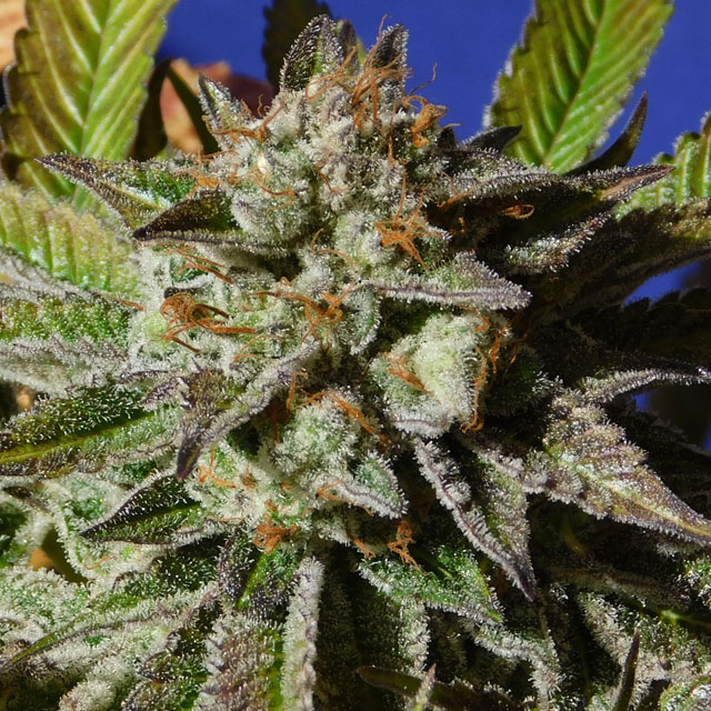 Bruce Cookies Feminised Seeds