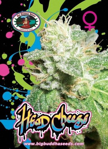 Head Cheese Feminised Seeds