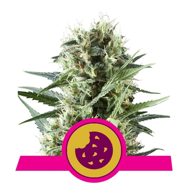 Royal Cookies Feminised Seeds