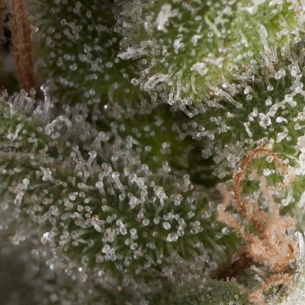 Auto Fresh Candy Feminised Seeds