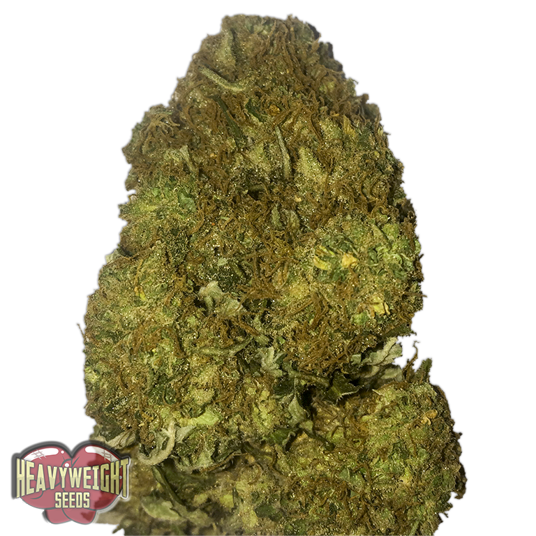 Skunky Monkey Auto Feminised Seeds