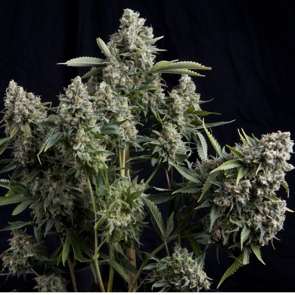 Tutankhamon Feminised Seeds