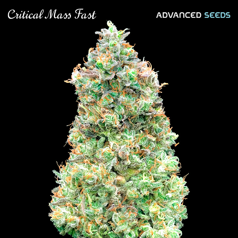 Critical Mass Fast Feminised Seeds