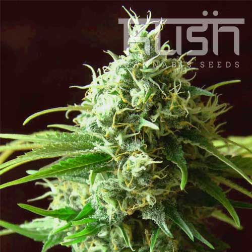 Cheese Regular Kush Seeds