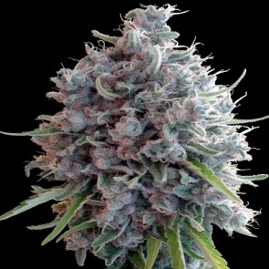 Killer A5 Haze Feminised Cannabis Seeds