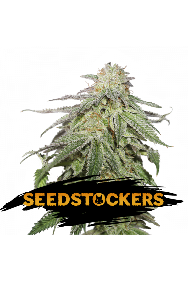 Cookies and Cream Auto Feminised Seeds