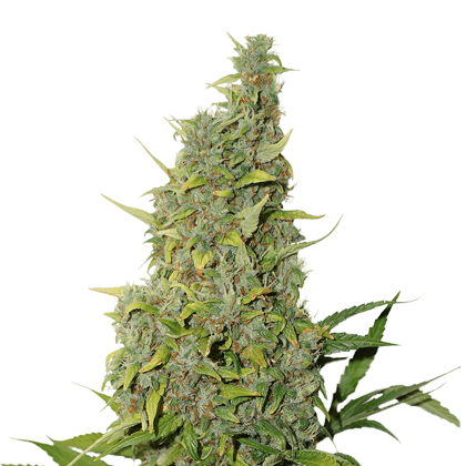BCN Power Plant Feminised Seeds