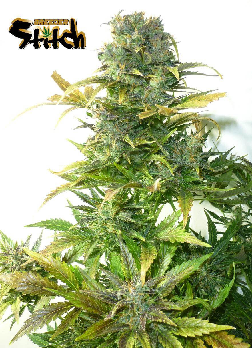 Stardust Feminised Seeds