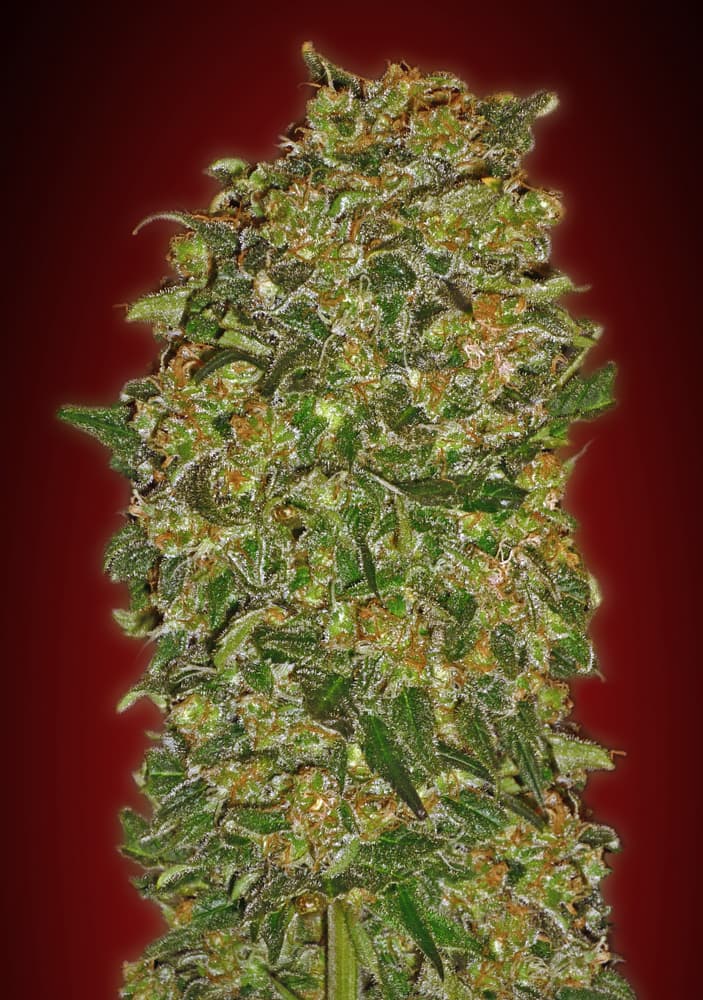 Chocolate Kush Feminised Seeds