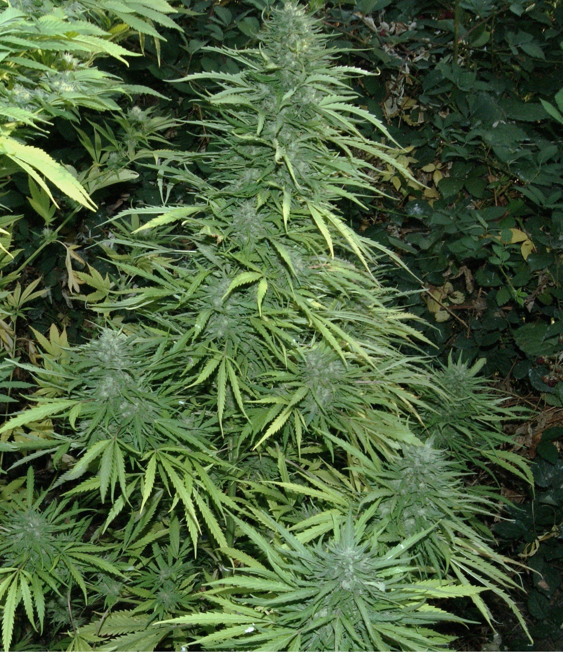 Bubble Hash Feminised Seeds