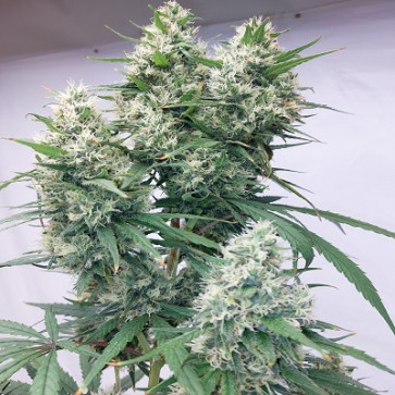 Zenith Feminised Cannabis Seeds Ace Seeds