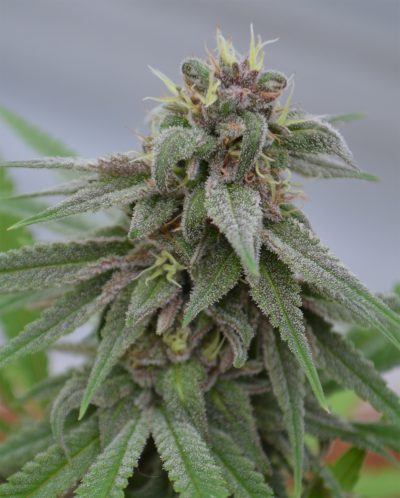 Pure Kush Feminised Seeds