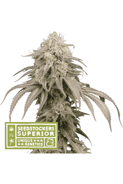 Mandarin Panties Auto Feminised Seeds