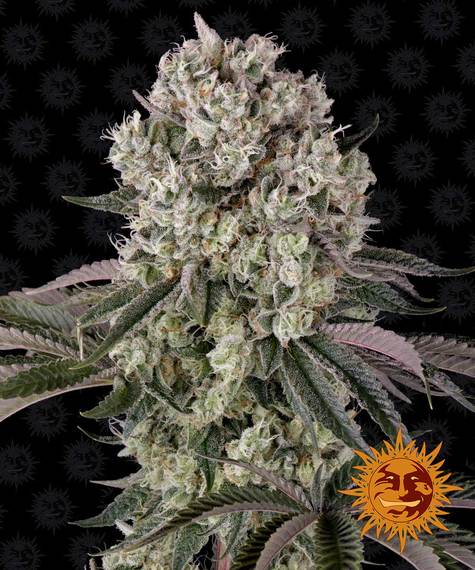 Glookies Feminised Seeds