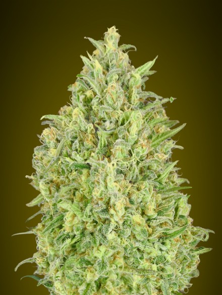 Auto Pineapple Glue Feminised Advanced Seeds