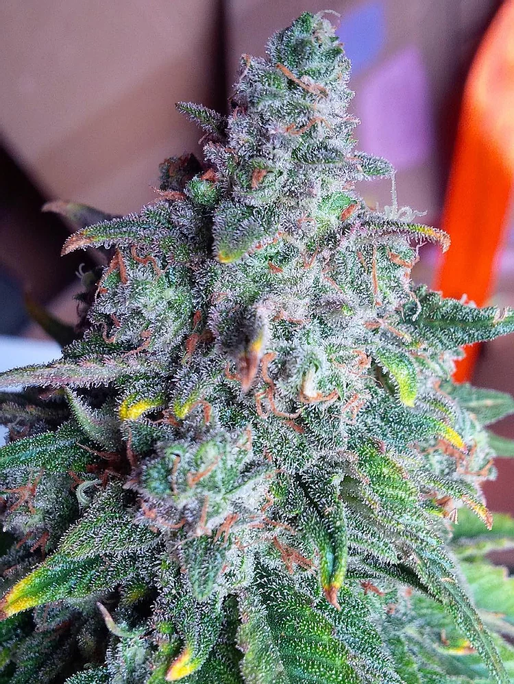 Auto Nightcrawler OG Feminised Seeds