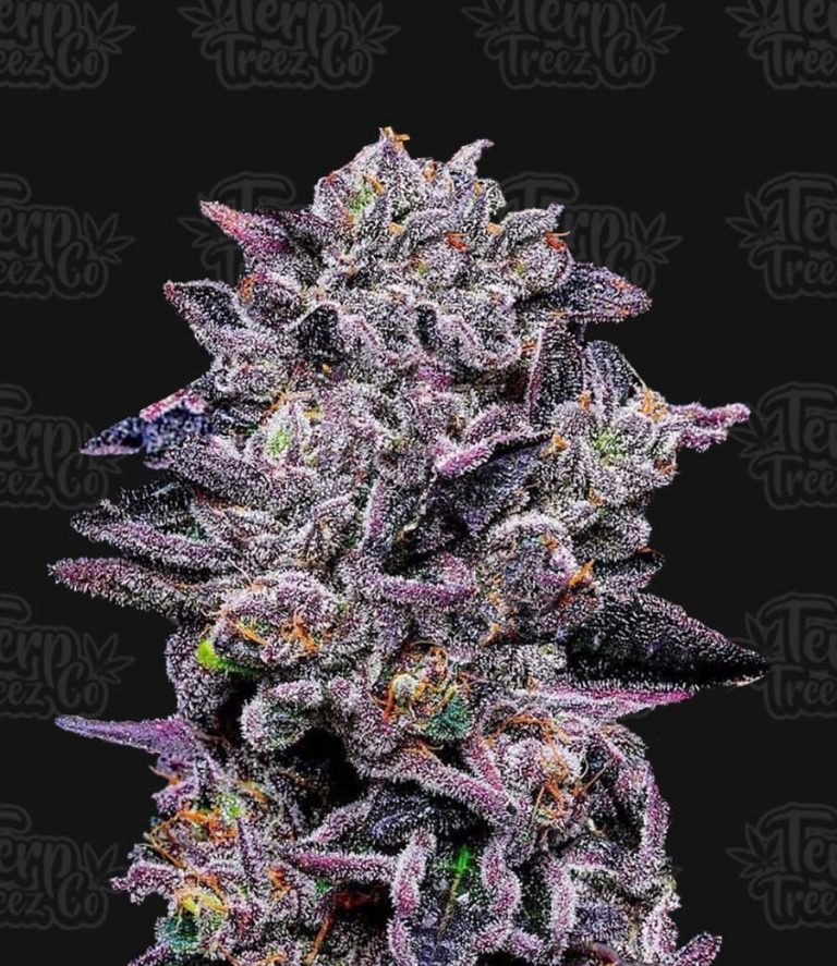 Zinnamon Milk Feminised Seeds