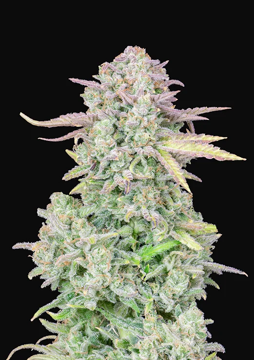 Auto Trainwreck Feminised Seeds