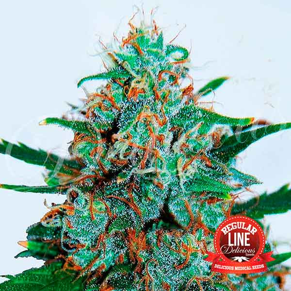 Critical Neville Haze Reg. Auto Feminised Seeds