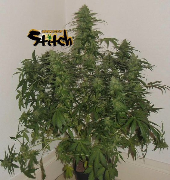 Critical Chaze Feminised Seeds