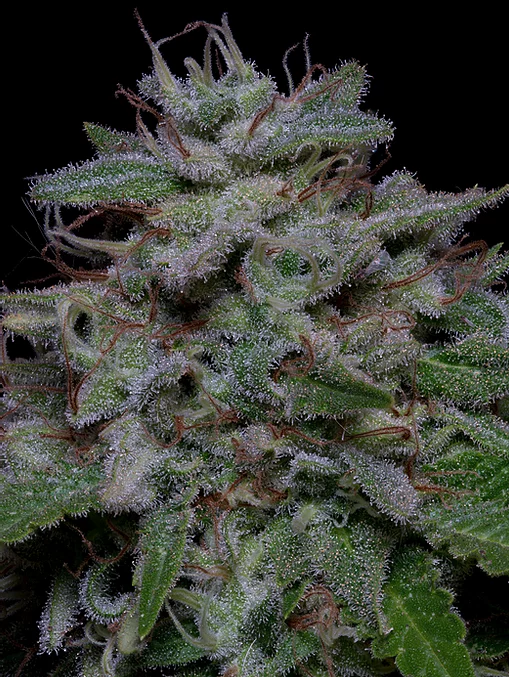 Don Do Si Glue Feminised Seeds
