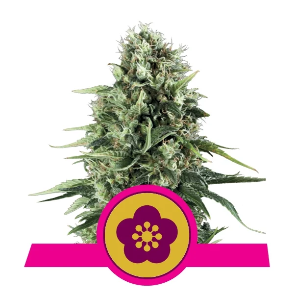 Power Flower Feminised Seeds